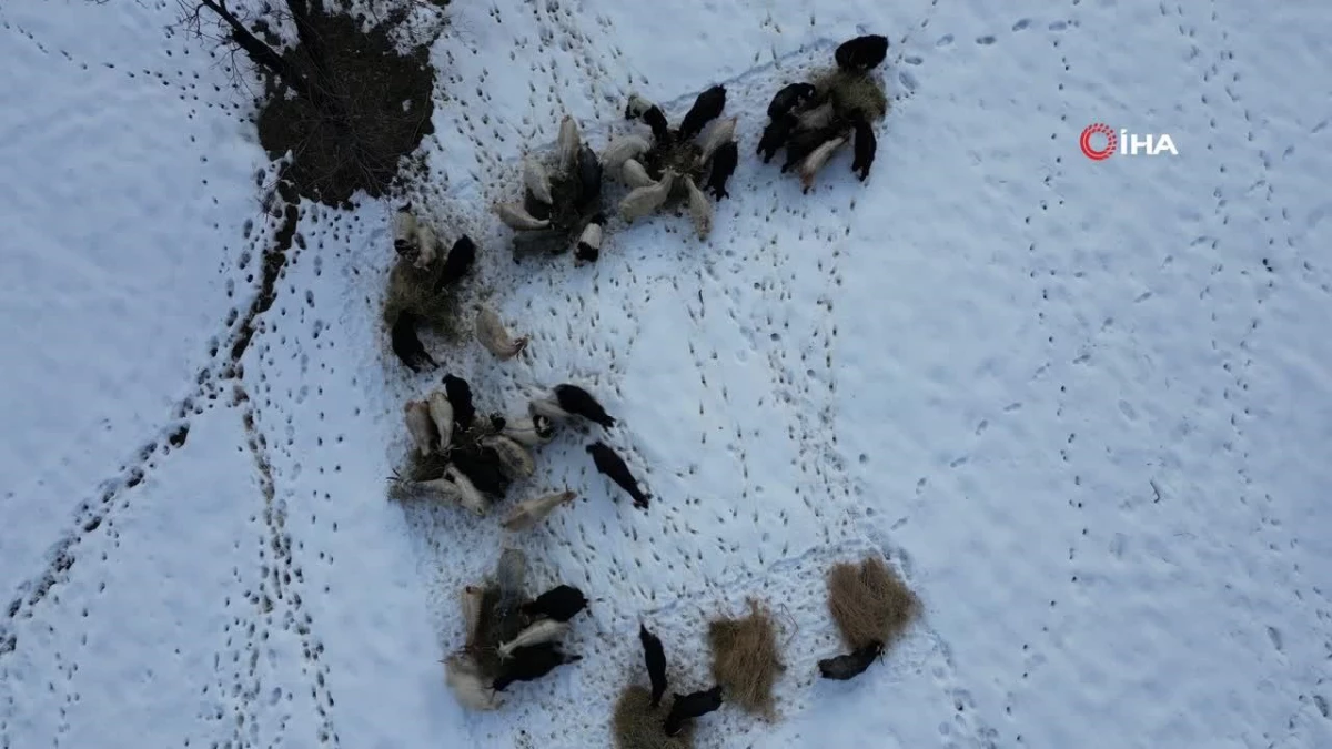 Beytüşşebap\'ta hayvanlar kar üstünde yemleniyor