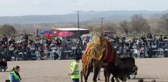 Çanakkale'nin Biga ilçesinde 4. folklorik deve güreşi yapıldı