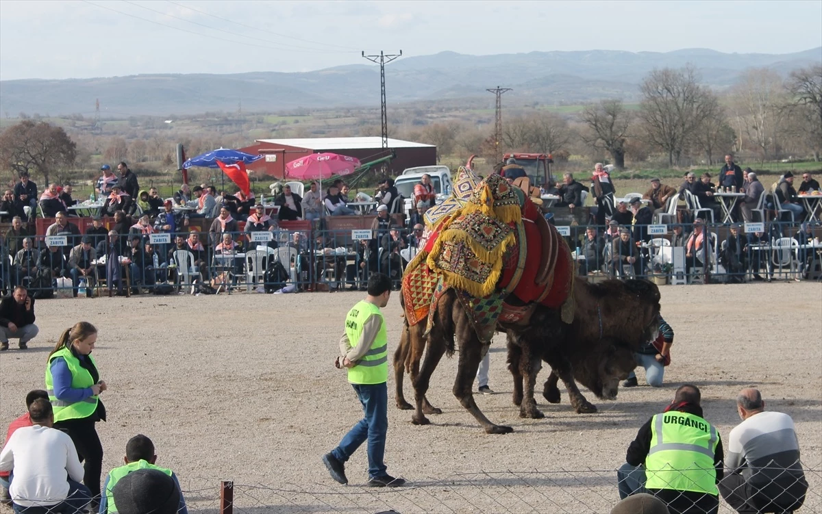 Çanakkale\'nin Biga ilçesinde 4. folklorik deve güreşi yapıldı