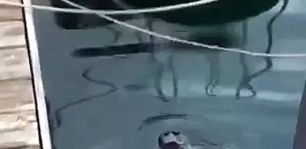 Fethiye'de Akdeniz Foku Görüldü