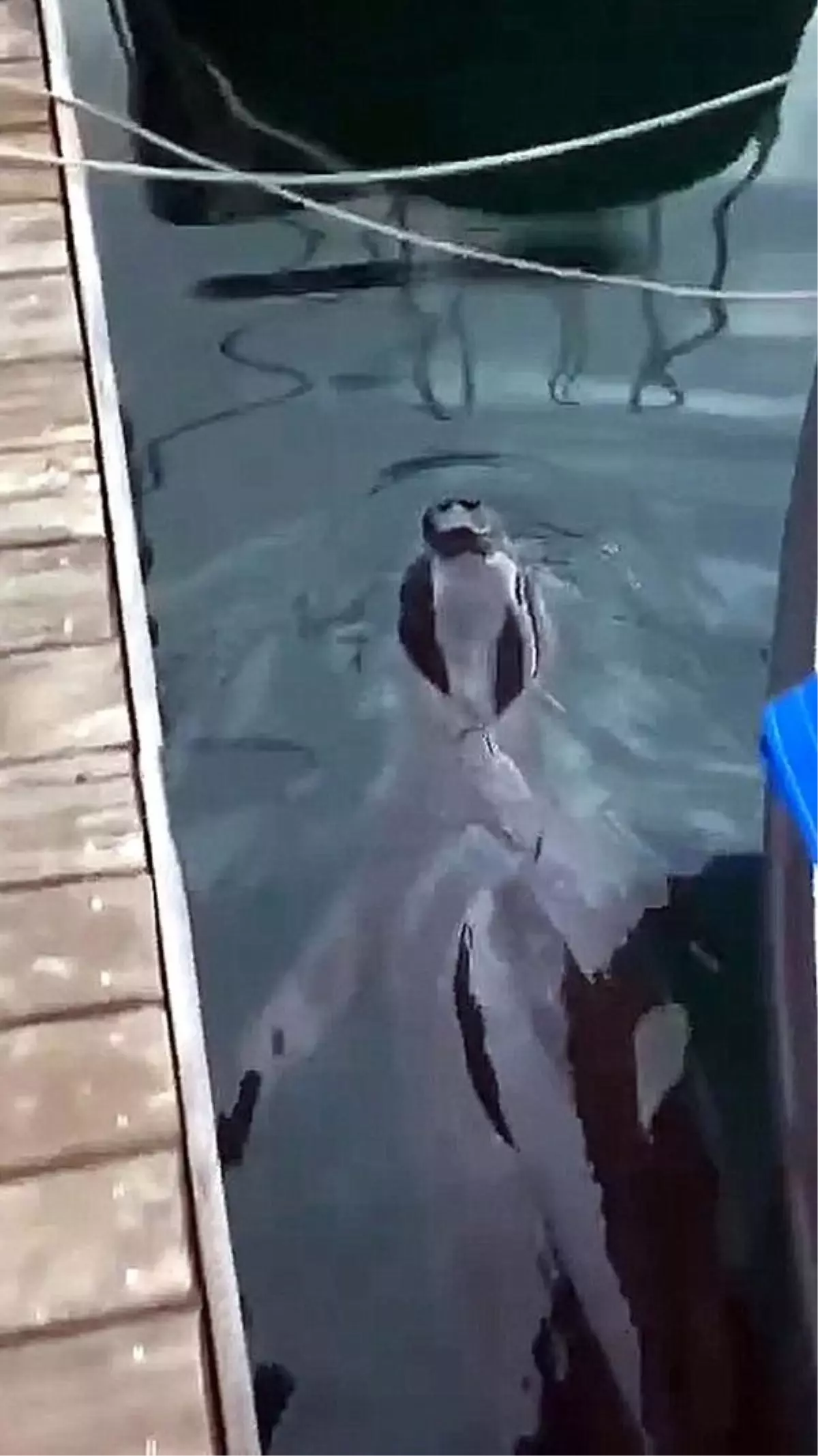 Fethiye'de Akdeniz Foku Görüldü