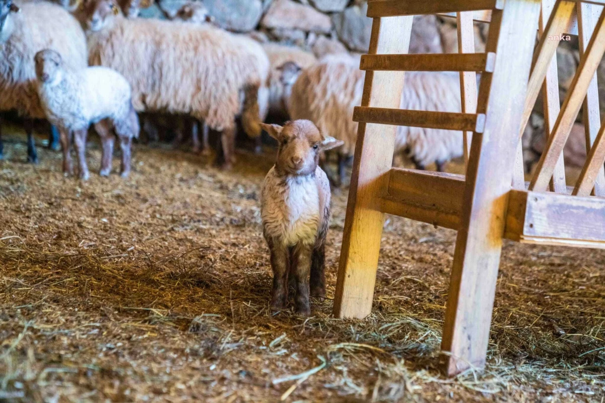İzmir\'deki Olivelo Yaşayan Parkı\'ndaki Kaçeli koyunları ilk kez yavruladı