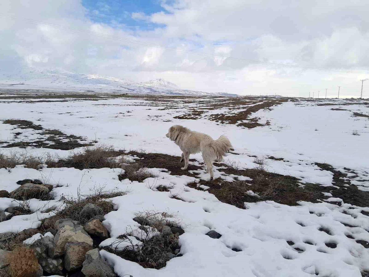 Adilcevaz\'da köpeğin dronun sesine tepkisi güldürdü