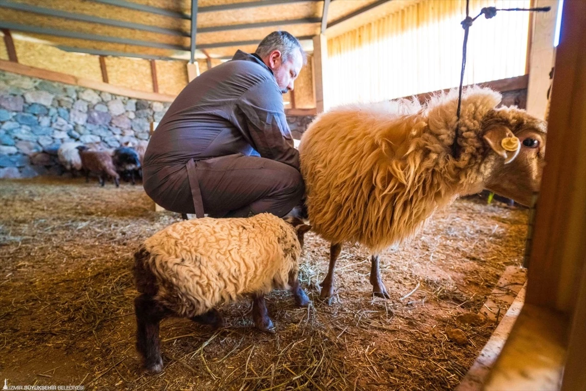 İzmir\'deki Kaçeli Koyunları İlk Kez Yavruladı