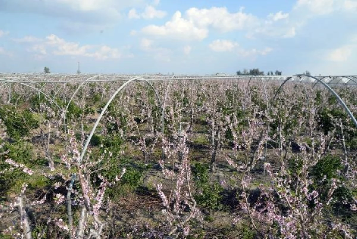 Mersin\'de Yalancı Bahar: Meyve Ağaçları Çiçek Açtı