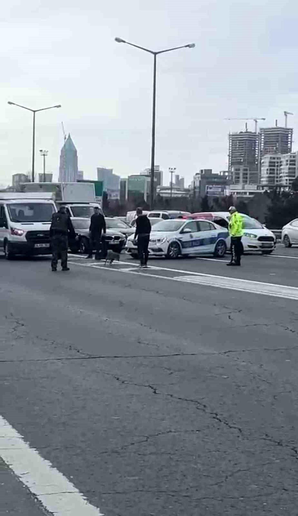 Ümraniye\'de TEM otoyoluna giren tilki trafiği alt üst etti