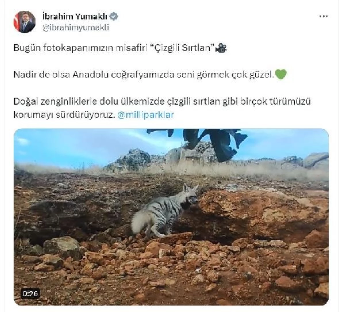 TARIM ve Orman Bakanı Yumaklı, çizgili sırtlanın görüntülerini paylaştı