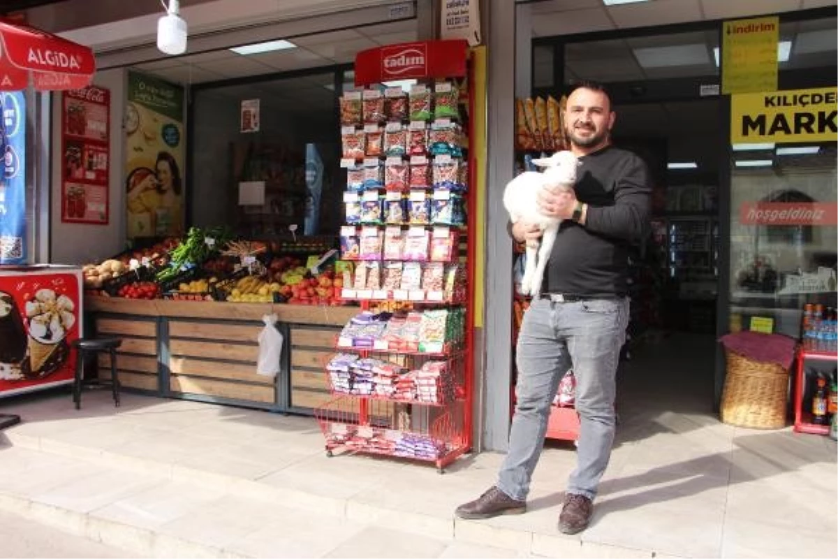 Samsun\'da Market Sahibi Kuzusunu Bebek Beziyle Bezliyor