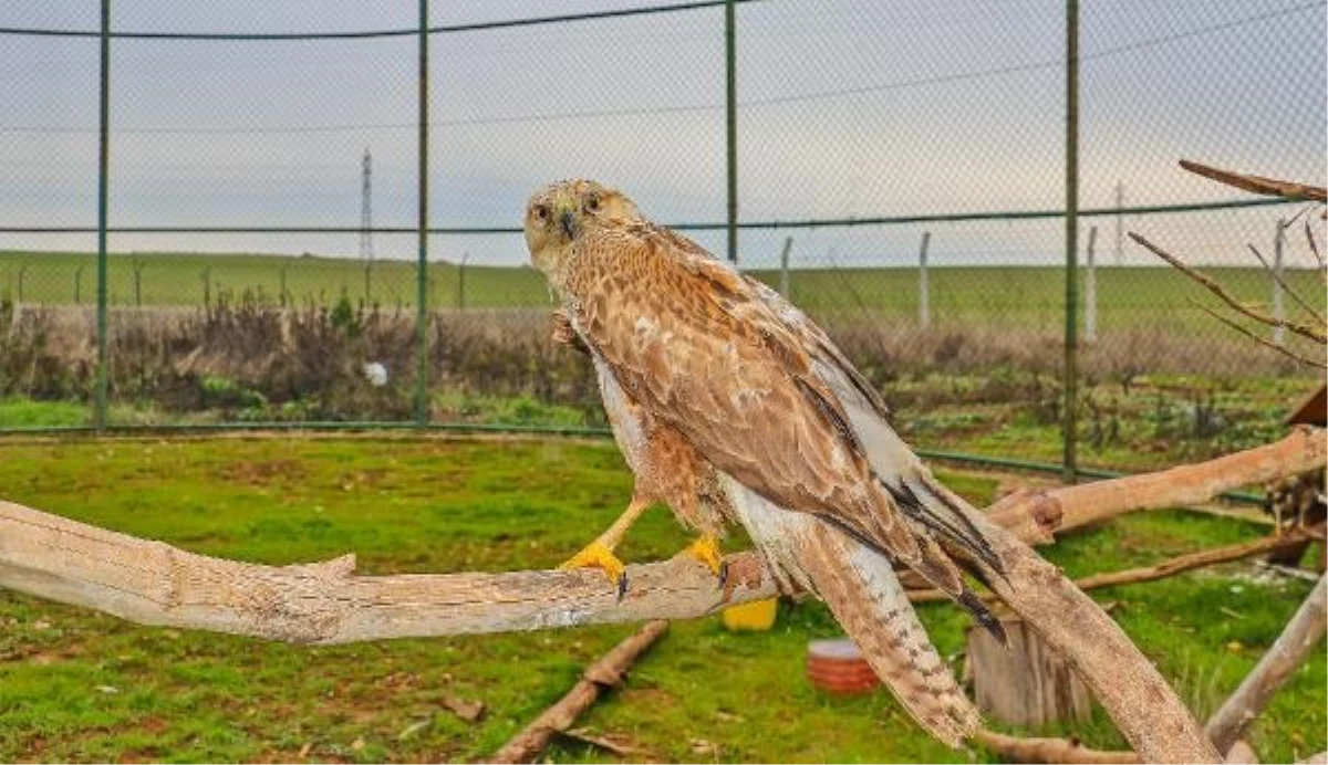 Diyarbakır\'da yaralı yaban hayvanları tedavi edilerek doğaya salınıyor