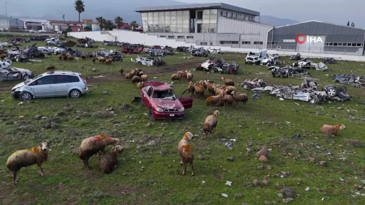 Depremin ardından hurda araçlar koyunların otlak alanı oldu