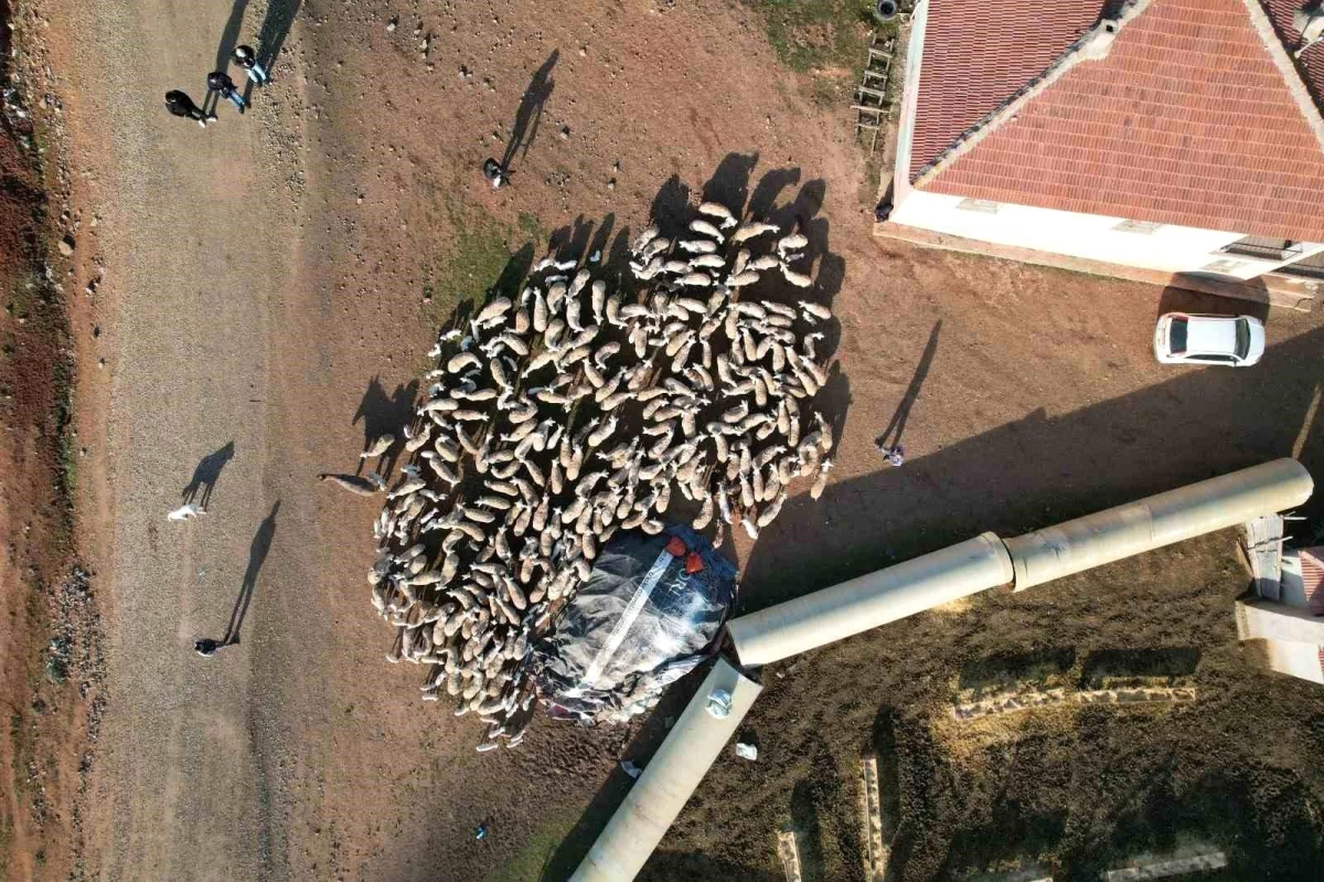 Başkent\'te koyunların meraya otlamaya gitmeden önce süt kuzuları ile buluşma anı dron ile görüntülendi