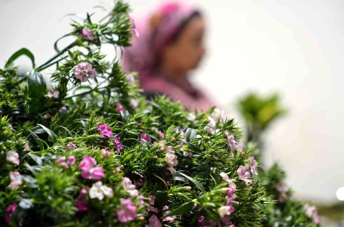 Antalya\'da Sevgililer Günü\'ne yönelik çiçek ihracatı artıyor
