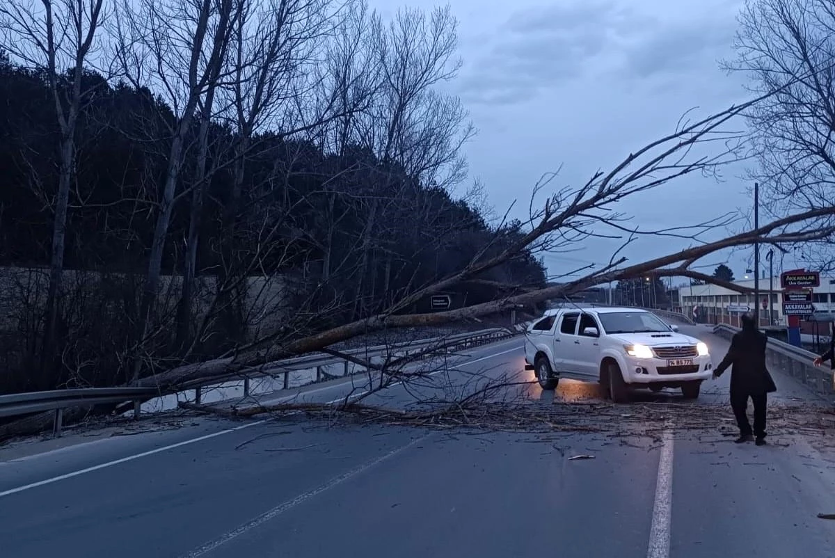 Bolu-Mudurnu karayolunda 10 metre uzunluğundaki ağaç yolu trafiğe kapattı