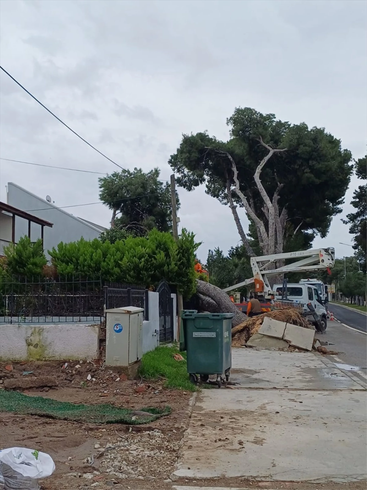 İzmir Çeşme\'de kuvvetli rüzgar nedeniyle ağaç devrildi