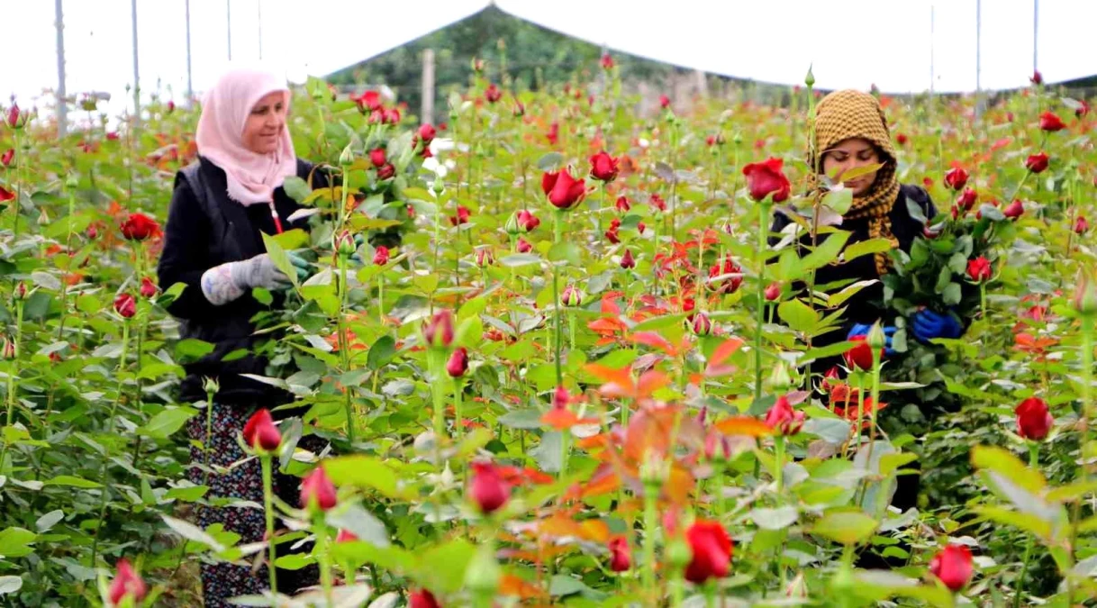 Adana\'da gül üreticilerinde 14 Şubat Sevgililer Günü öncesi hasat yoğunluğu yaşanıyor
