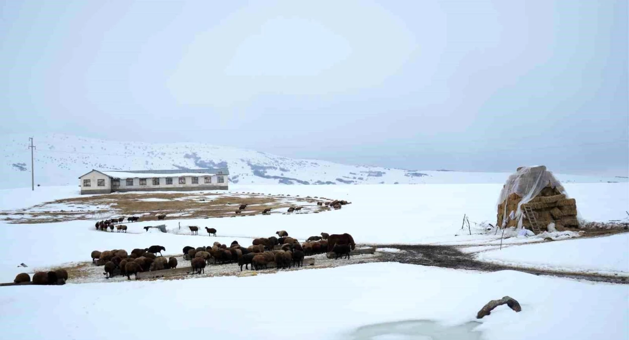 Muş\'ta Karla Kaplı Bölgede Hayvanlara Ot Ulaştırmak İçin Atlı Kızaklar Kullanılıyor