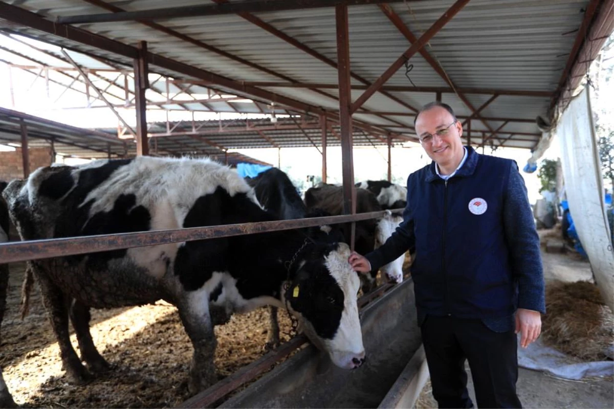 Pamukkale Belediyesi ve İlçe Tarım Müdürlüğü Hayvanları Ücretsiz Aşılamaya Devam Ediyor