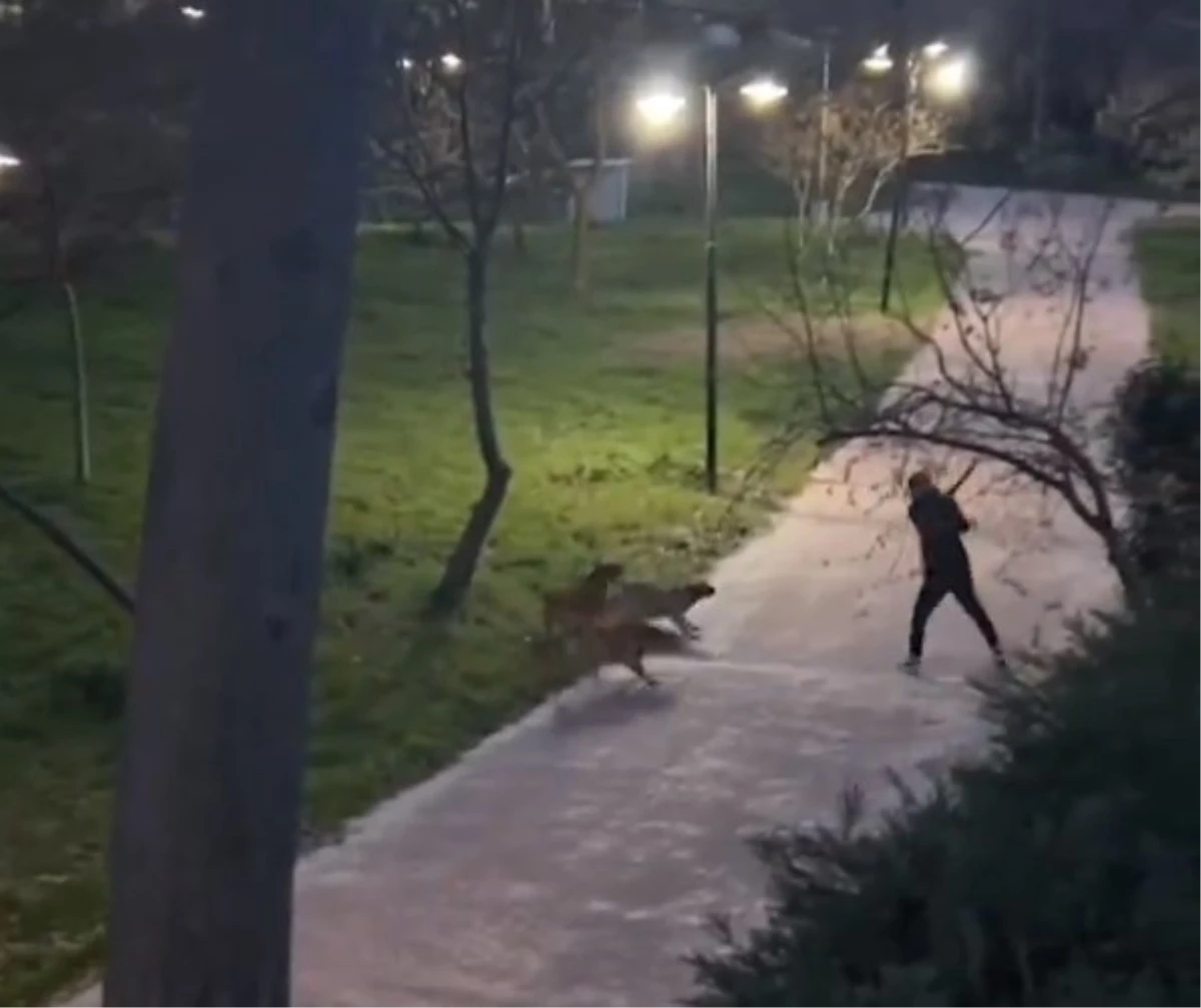 İstanbul\'da köpek saldırısına uğrayan genç mücadele etti