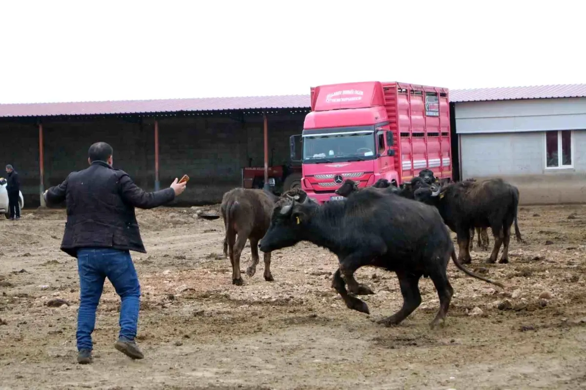 Çivril Belediyesi Tarafından Kurulan Manda Çiftliğinde Satış İddiaları