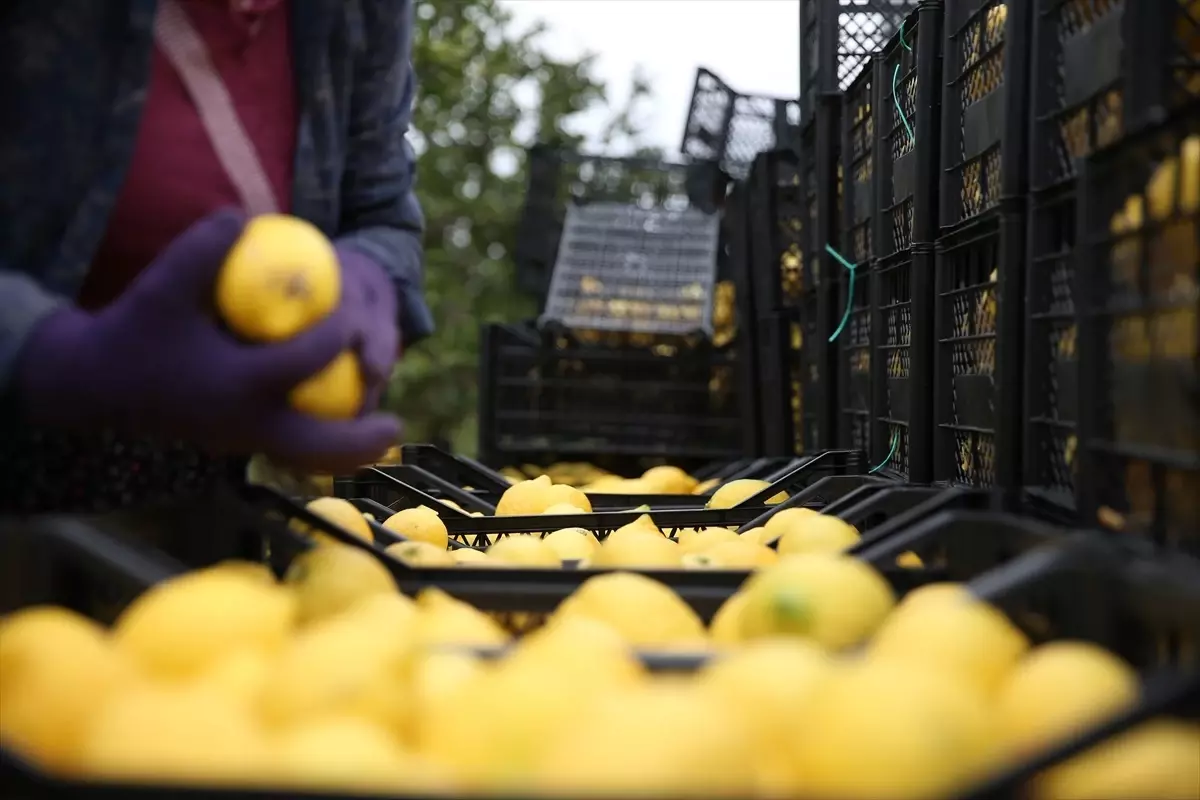 Hatay Valisi Mustafa Masatlı\'nın önderliğinde 150 ton limon dalından toplandı