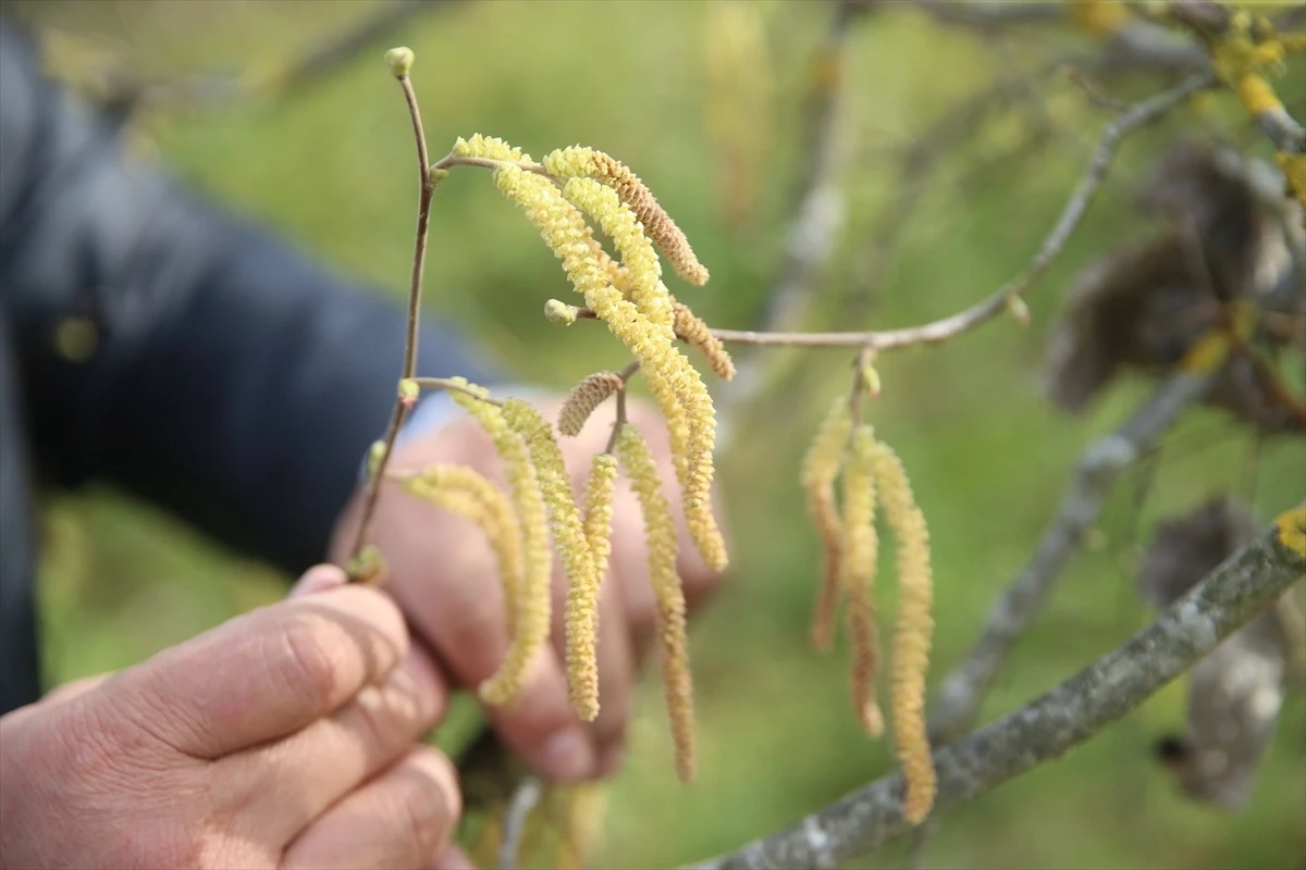 Karadeniz\'de Don Riski Fındık Üreticilerini Tedirgin Ediyor