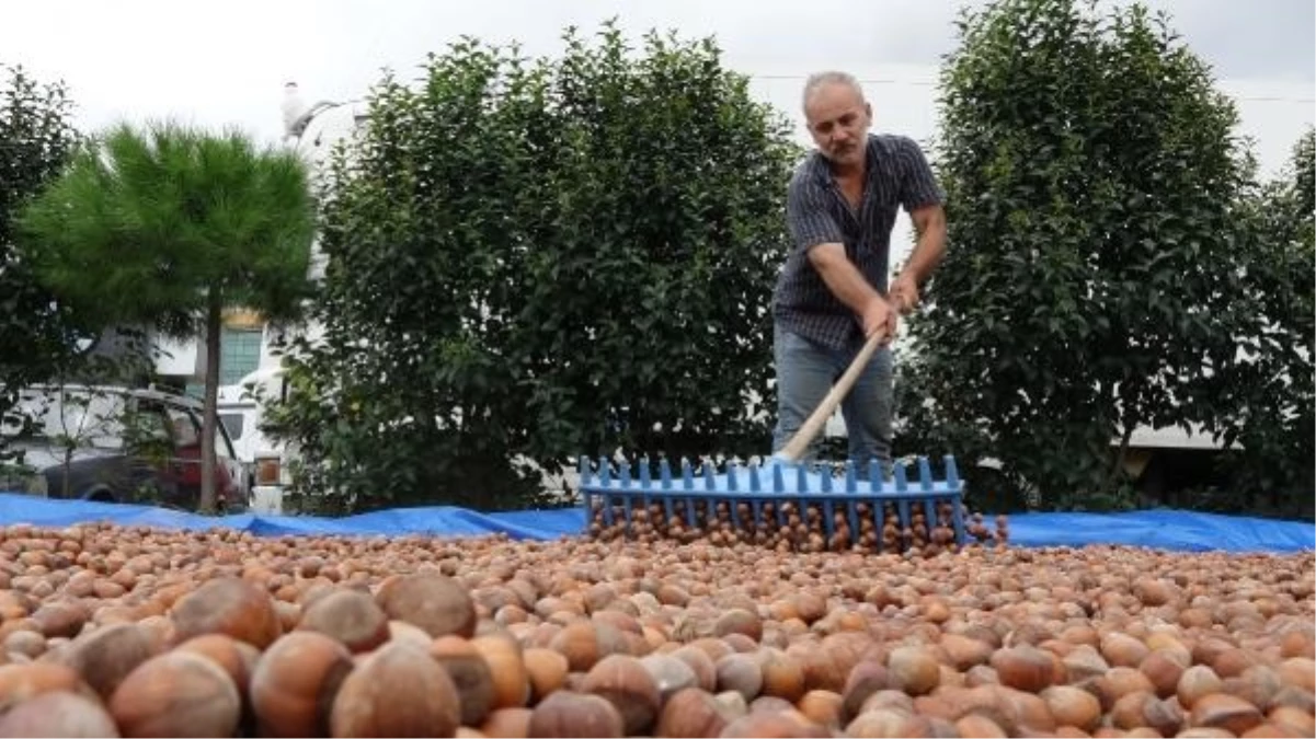 Karadeniz Bölgesi\'nde Gençlerin Tarıma İlgisizliği Fındık Üretimini Olumsuz Etkiliyor