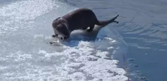 Nesli tükenme tehlikesi altındaki su samuru, Nehil Deresi'nde balık avlarken görüntülendi