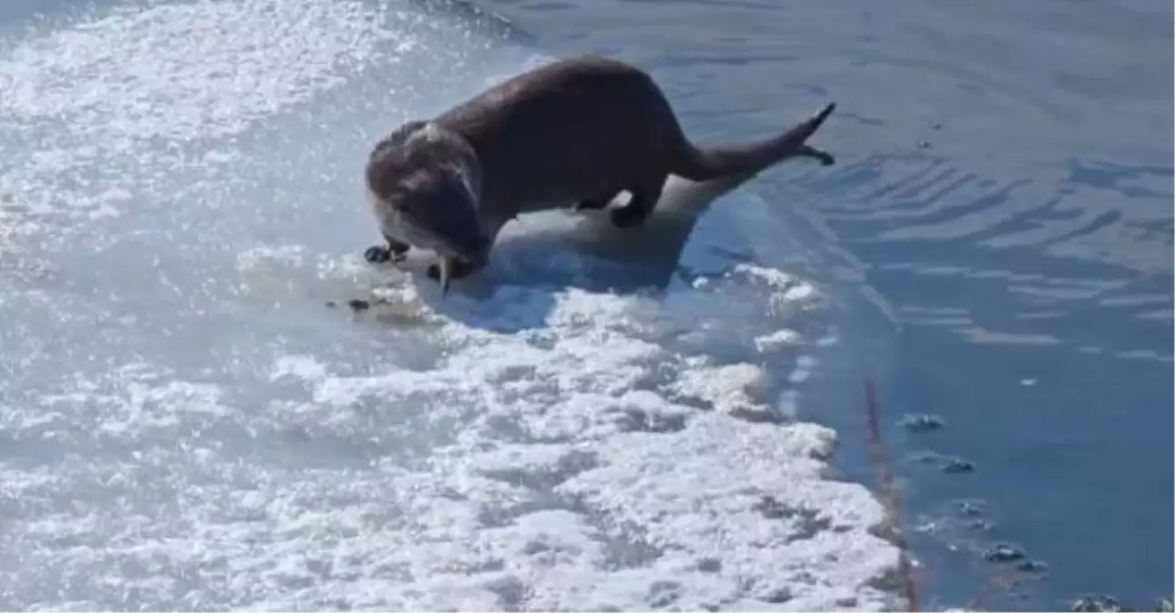 Nesli tükenme tehlikesi altındaki su samuru, Nehil Deresi'nde balık avlarken görüntülendi