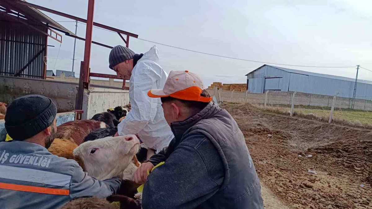Kırşehir\'de Şap Aşılama Programıyla Hayvan Varlığı Güncelleniyor