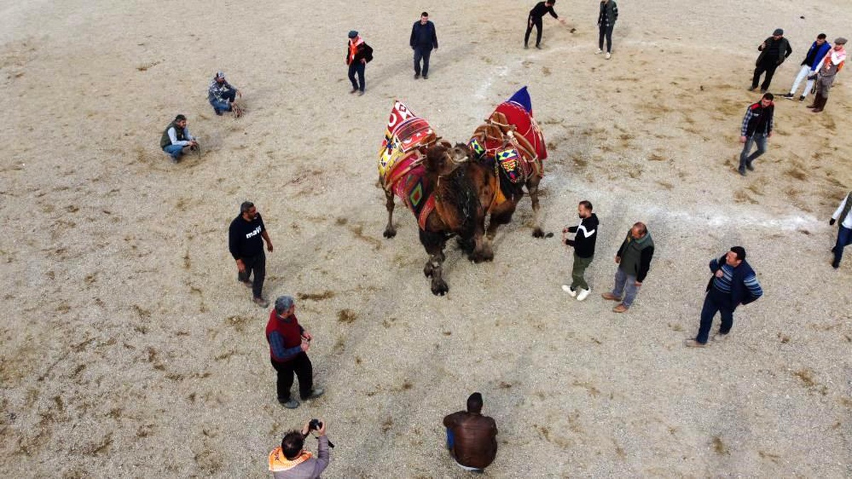 Nazilli Belediyesi, Erzincan\'da yaşanan toprak kayması sonrasında deve güreşi festivalini iptal etti