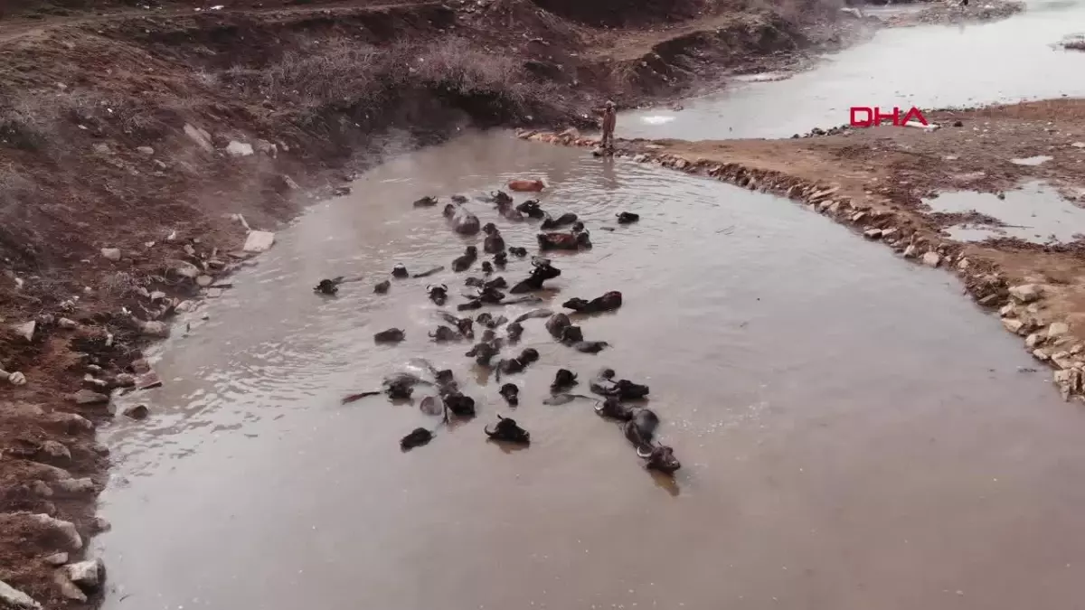 Mandalar Kış Aylarında Kaplıcada Temizleniyor