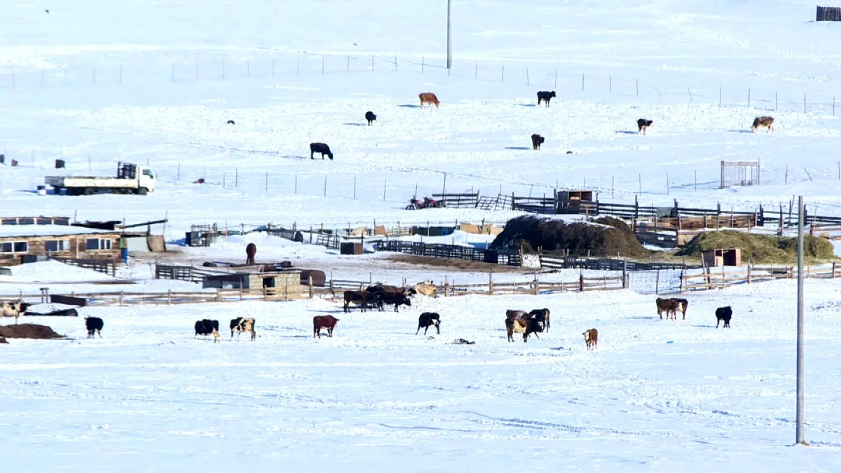 Moğolistan, aşırı soğuk hava koşullarında yarım milyondan fazla hayvanın ölümü üzerine afet hazırlıklarını yükseltti