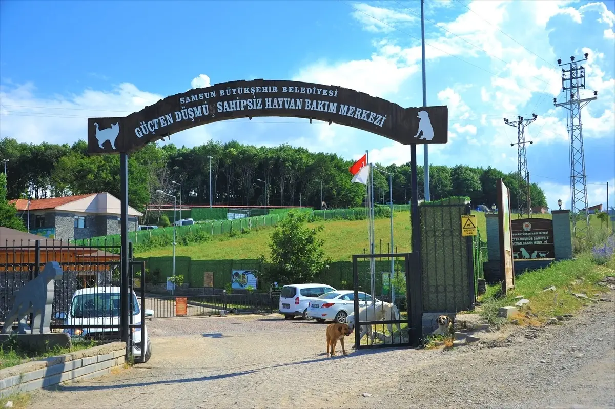 Samsun Büyükşehir Belediyesi Güçten Düşmüş Hayvanları Sahiplendiriyor