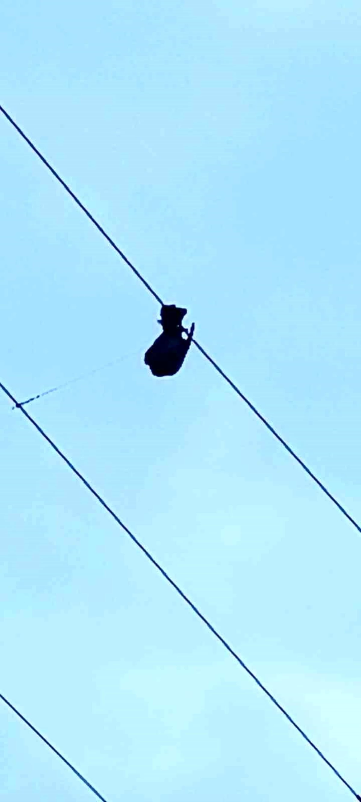 Erzurum Oltu\'da Elektrik Tellere Takılan Güvercin Kurtarıldı