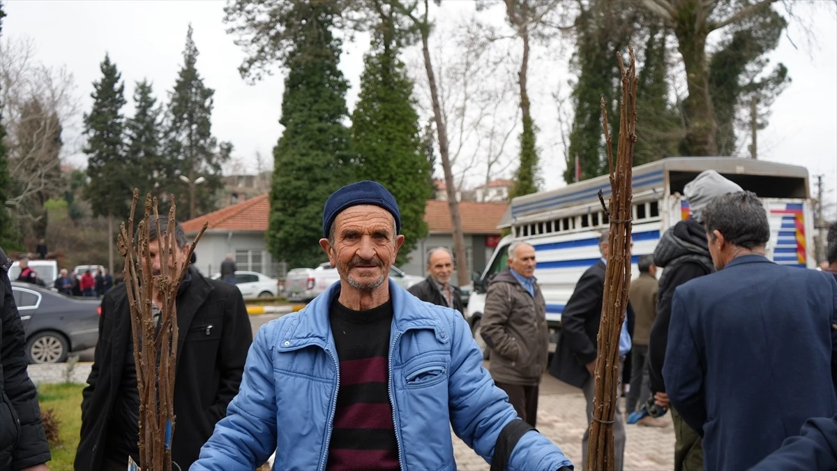 Balıkesir Büyükşehir Belediyesi, Sındırgı\'da çiftçilere fidan dağıttı
