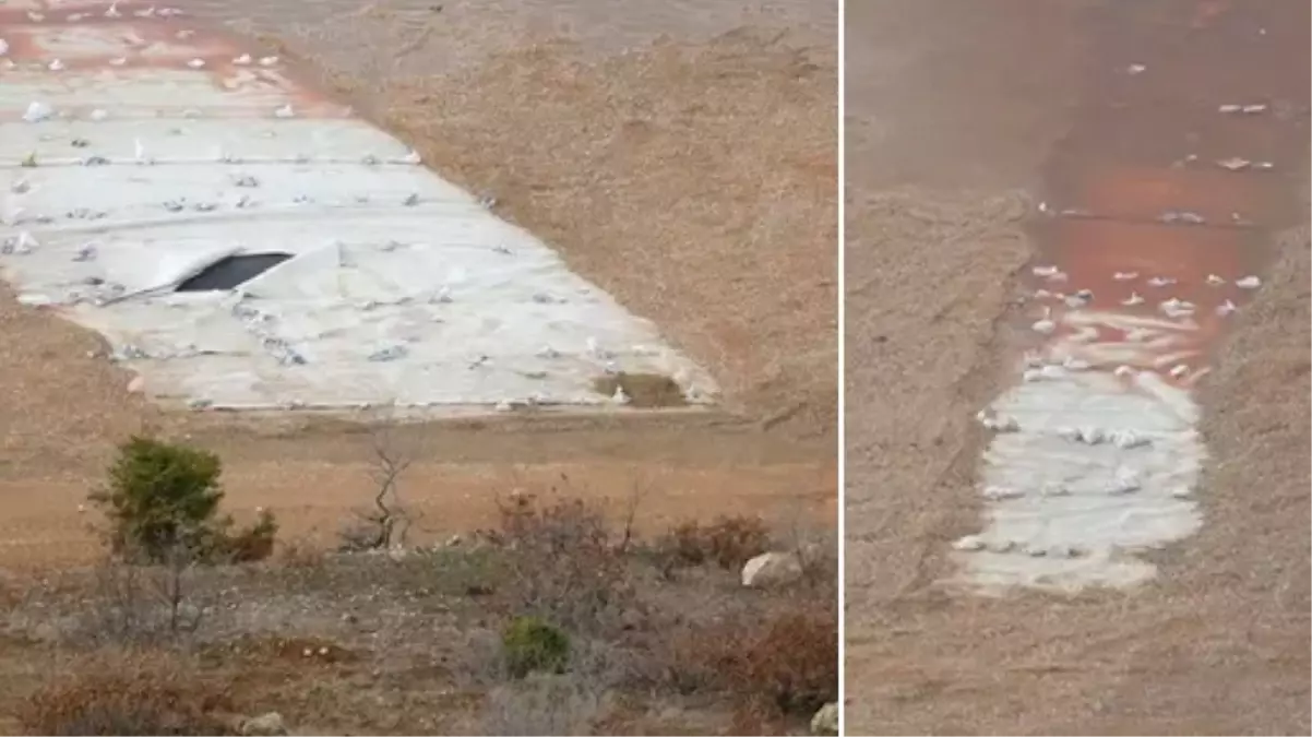 Dezenformasyonla Mücadele Merkezi 'İliç'teki siyanür havuzunda kuşlar ölüyor' iddiasını yalanladı