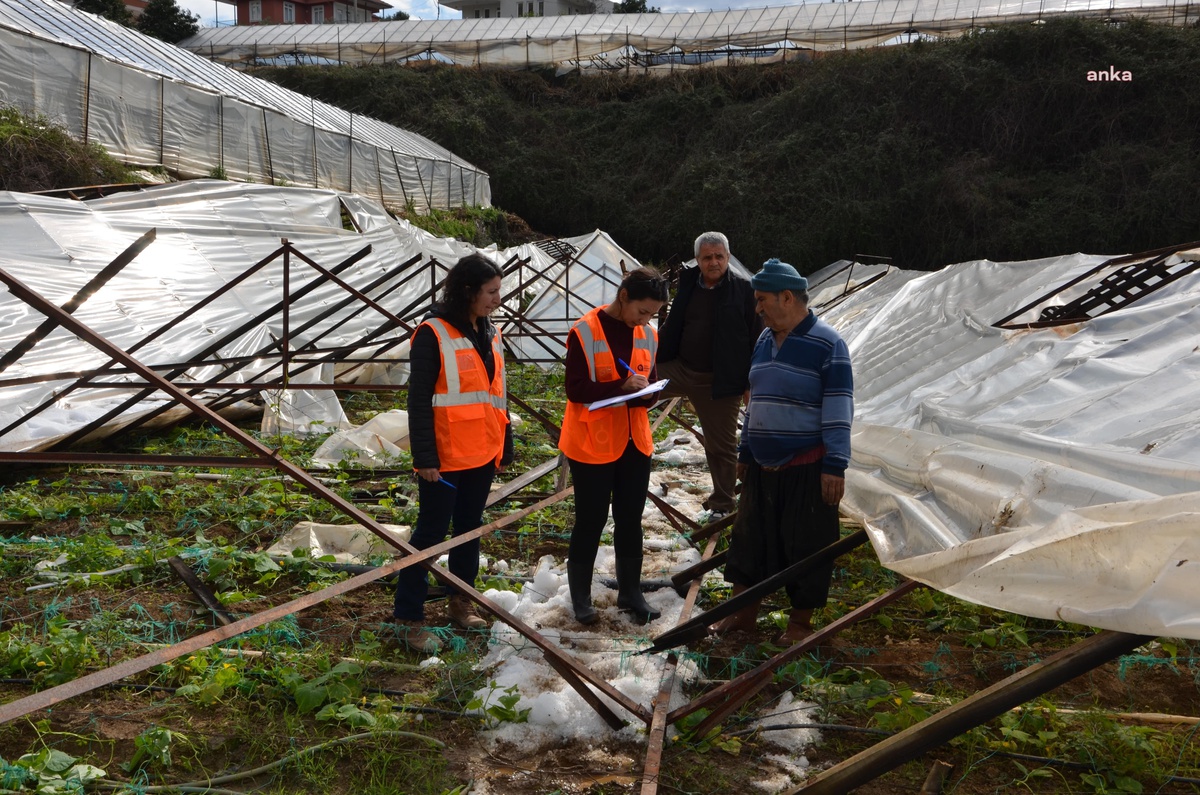 Antalya Büyükşehir Belediyesi Alanya\'da Seraların Zarar Görmesi Sonrası Üreticilere Sera Naylonu Desteği Veriyor