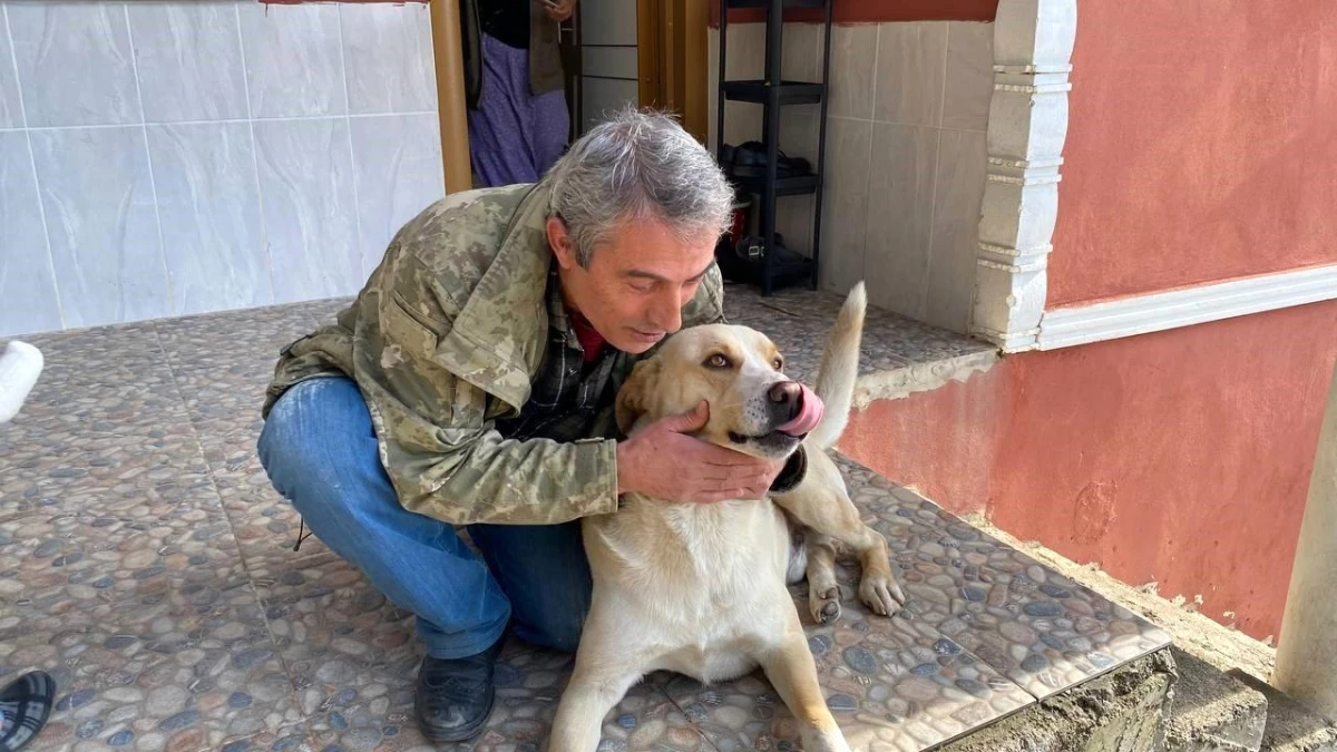 Artvin\'in Kemalpaşa ilçesinde köpek kamyonetin tavanında seyahat ediyor