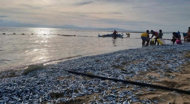 Filipinler'de on binlerce balık karaya vurdu