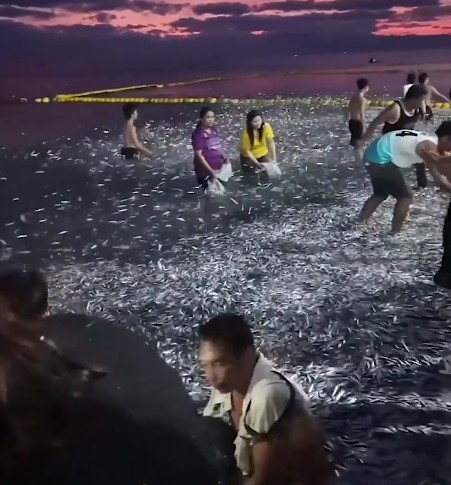 Filipinler'de on binlerce balık karaya vurdu