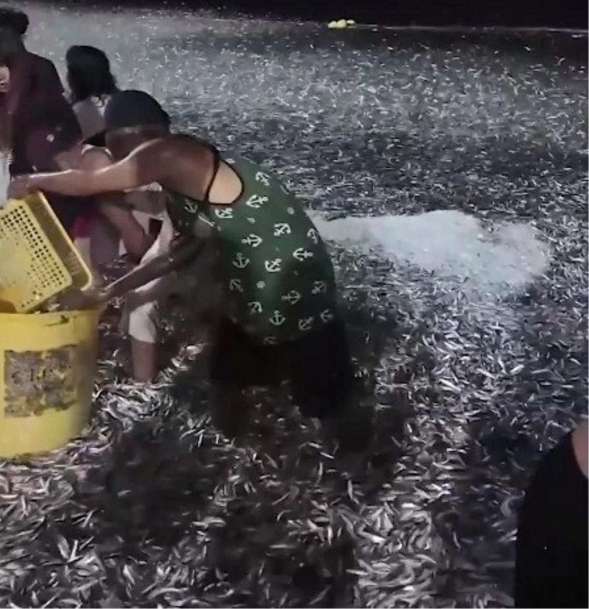Filipinler\'de karaya vuran milyonlarca balık görenleri şaşırttı