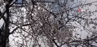 Şubat ayında çiçek açan badem ağacı vatandaşları şaşırttı