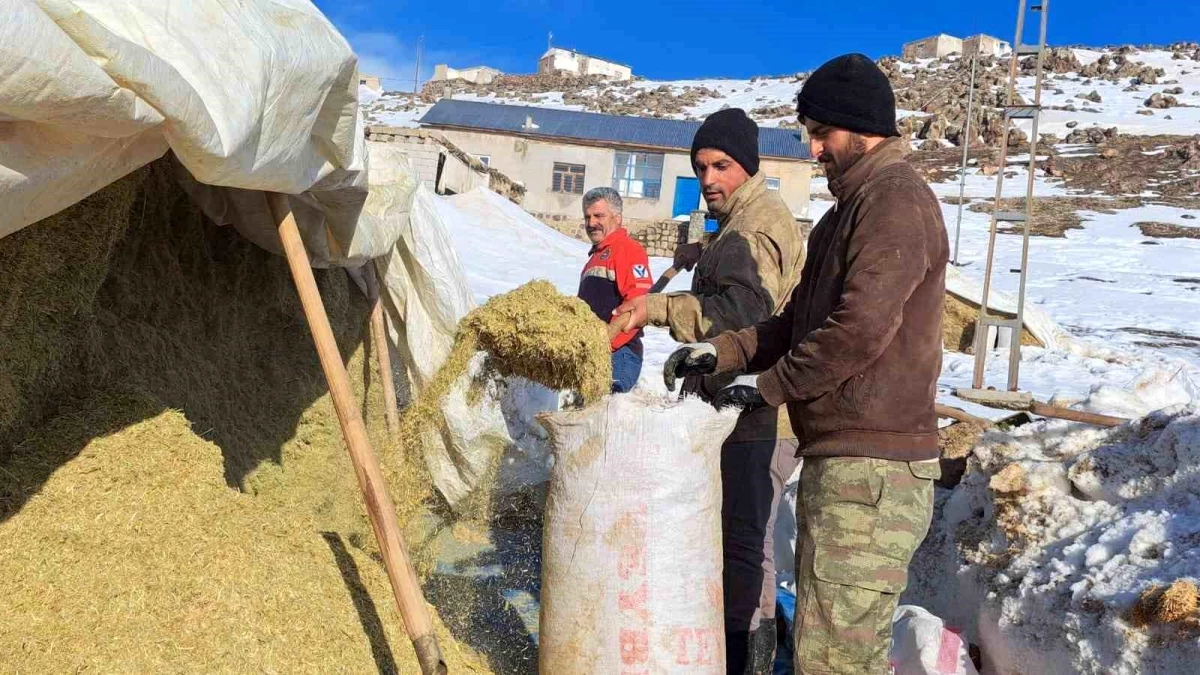 Türkiye\'nin en yüksek köyünde hayvanlarını doyurmak için mücadele