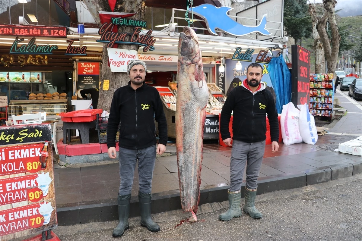 Amasya\'da 2 metre 10 santim boyunda 70 kilogram ağırlığında yayın balığı yakalandı
