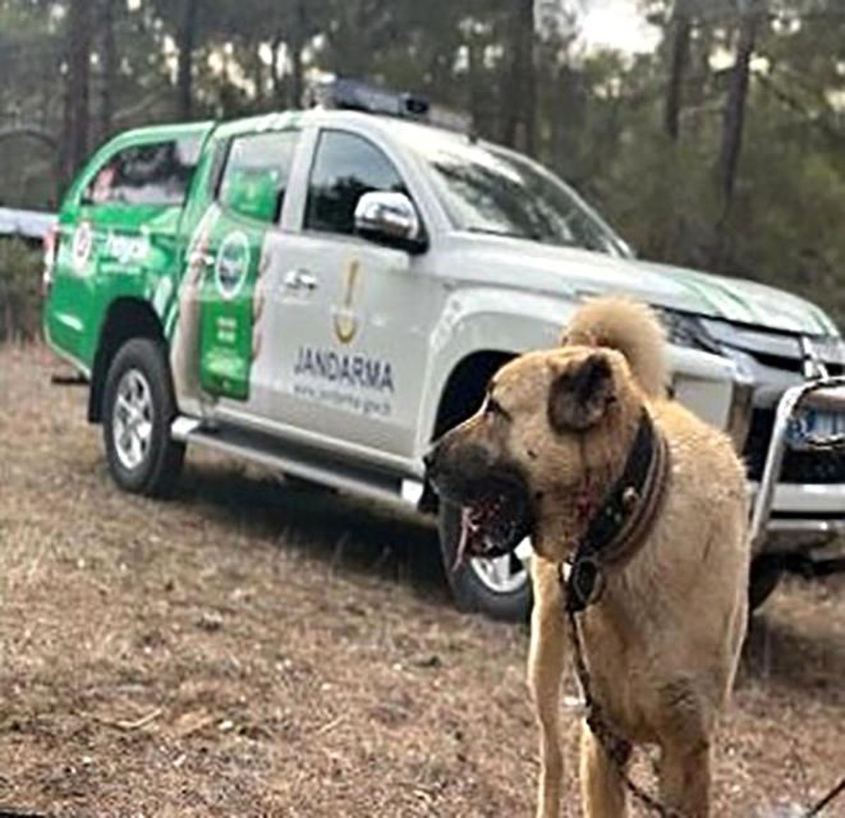 Burdur\'da Köpek Dövüşü Yapanlara Operasyon: 22 Şahıs Yakalandı