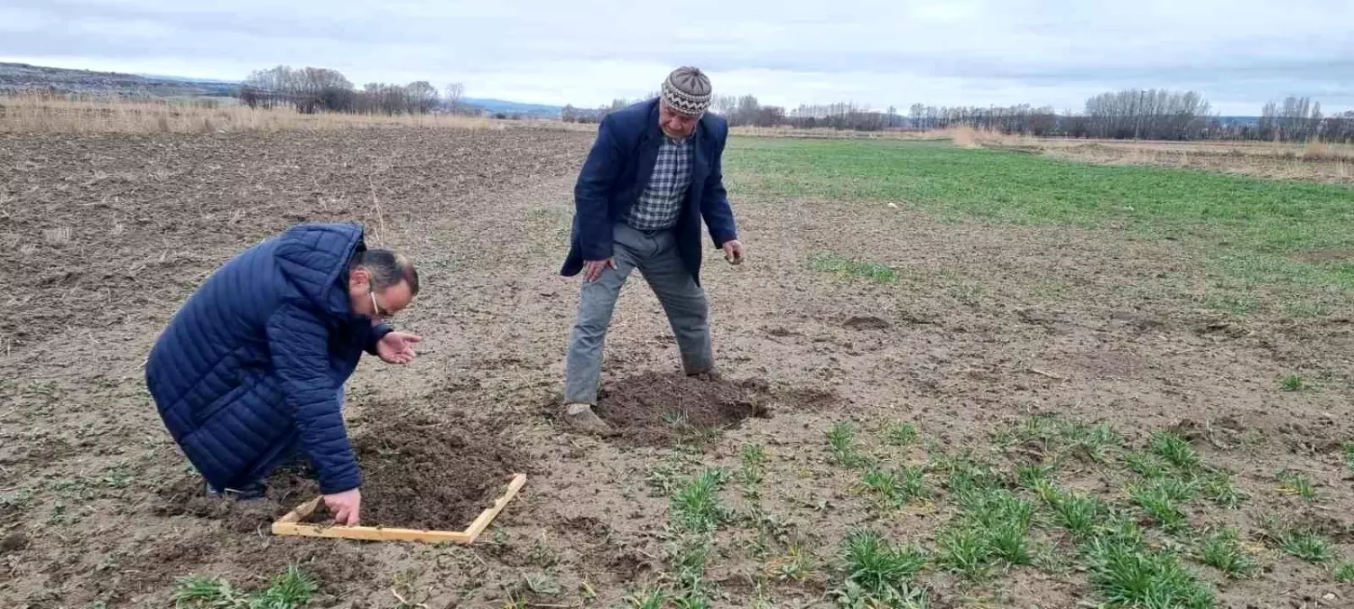 Kütahya\'da Hububat Ekili Alanlarda Ekin Kambur Böceği Zararlısı Tespit Edildi