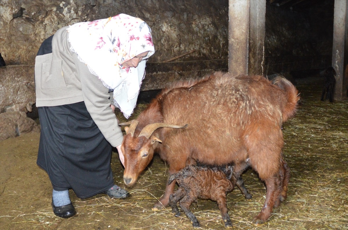 Erzurum\'da Zorlu Kış Mevsimi Sonrası Doğan Kuzularla Mutluluk