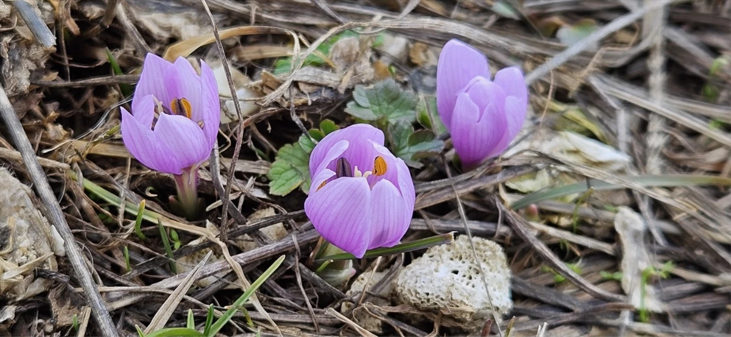 Çankırı\'da Baharı Müjdeleyen Kar Çiçekleri Açmaya Başladı