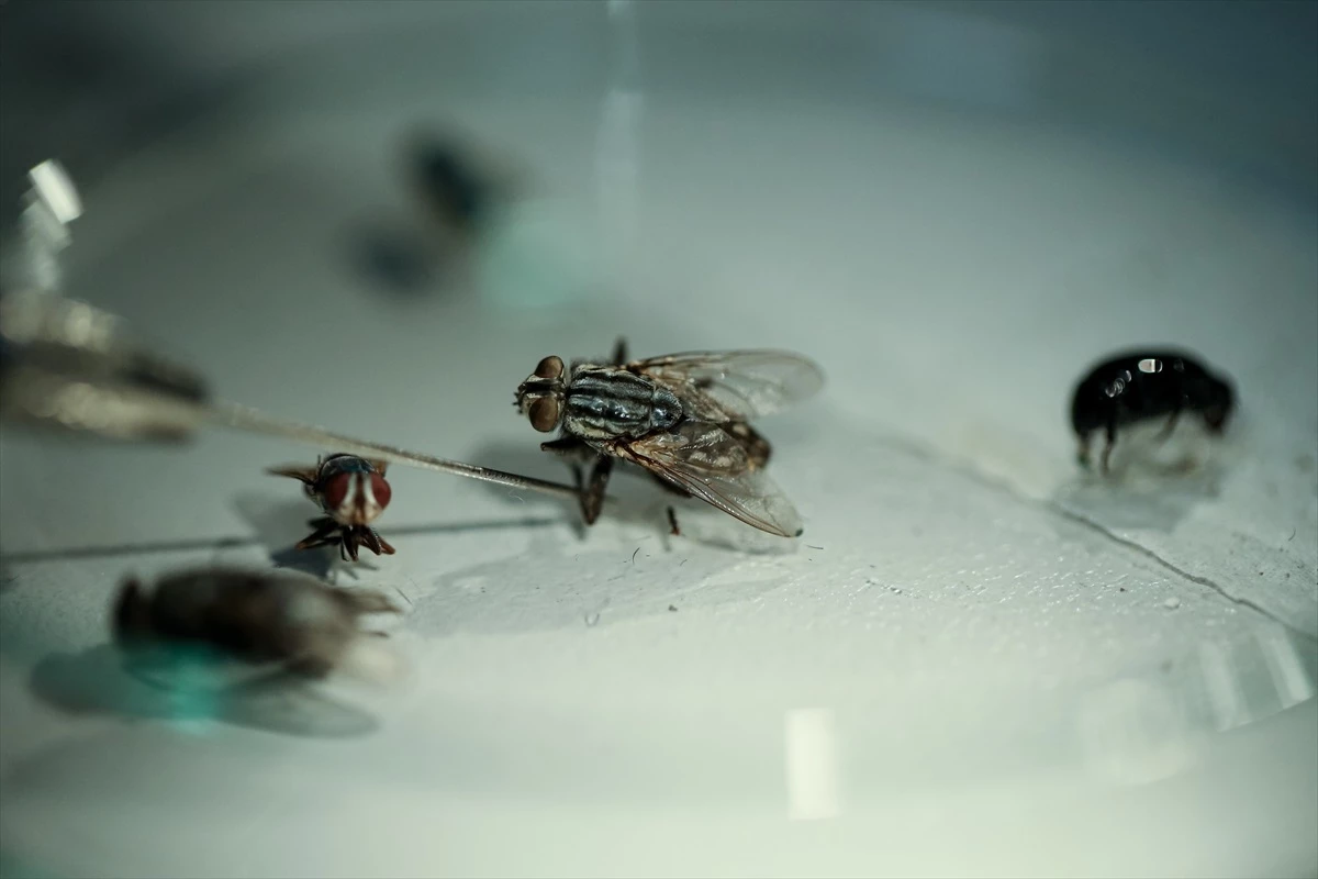 Çürüyen cesetlerin üzerinde bulunan böcekler ölüm zamanını aydınlatıyor