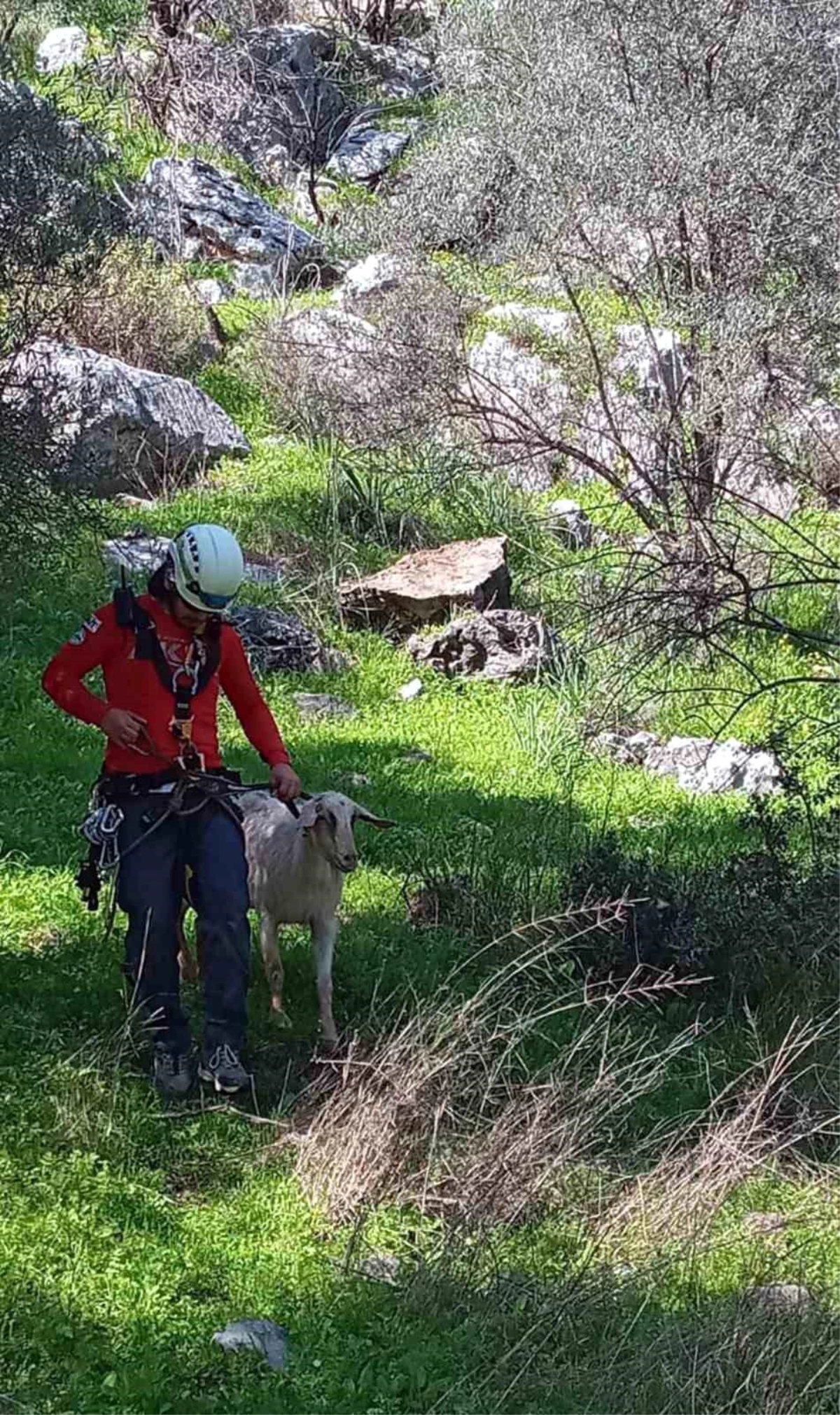 AKUT Fethiye, kayalık alanda mahsur kalan keçi ve yavrusunu kurtardı